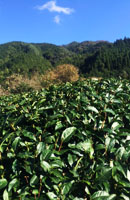 画像: 12月の茶畑
