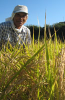 画像: アイガモ米の稲刈り