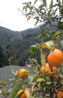 画像: 茶畑と柚子