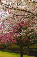 画像: 桜