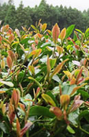 画像: 在来種の茶畑