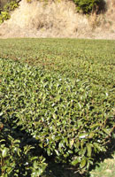 画像: 花粉症対策に！べにふうき緑茶
