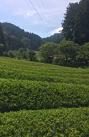 画像: 夏の茶畑と夏のお茶