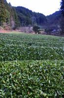 画像: 新茶前ほんやまの有機茶園