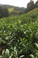 画像: 有機茶栽培の難しさ