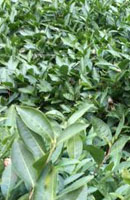 画像: 花粉症対策にべにふうき緑茶