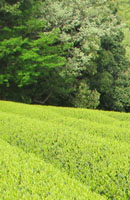 画像: 新茶直前！生態系を守るお茶づくり