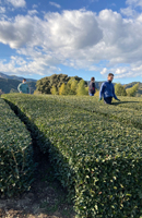 画像: 有機茶栽培の勉強会