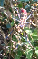 画像: 秋の有機茶園