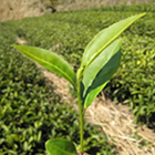 画像: 有機・べにふうき緑茶